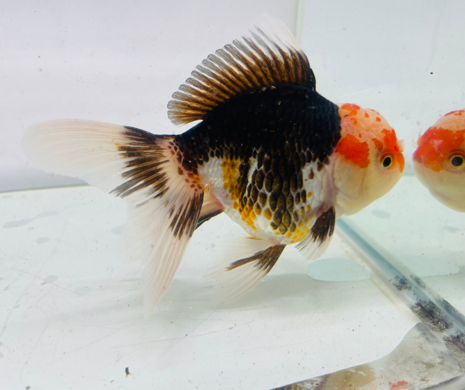Tri Oranda Goldfish (10-11 cm)