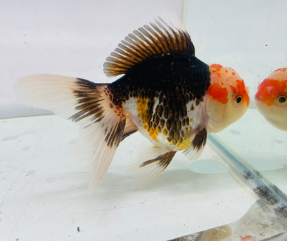 Tri Oranda Goldfish (10-11 cm)