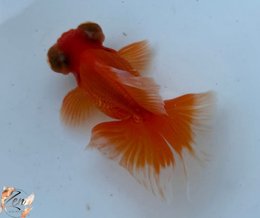 Red colour butterfly tails 10-11cm - W