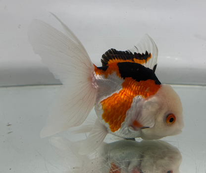 Lemon Head Tri Goldfish (10-11 cm)
