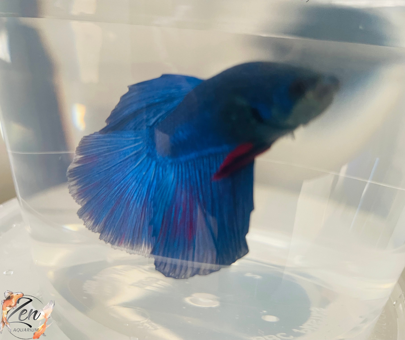Blue Halfmoon Male Betta