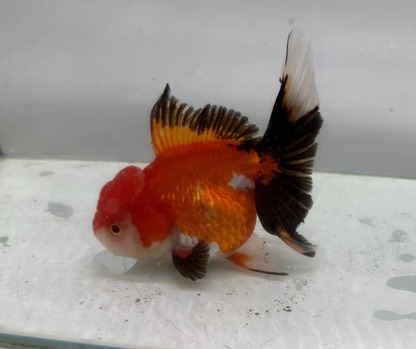 Tri Oranda Goldfish (10-11 cm)
