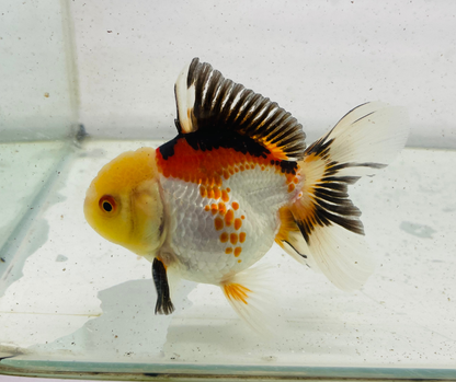 Tri Lemon Head Oranda Goldfish (9 cm)