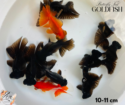 Assorted Butterfly Tail Goldfish 10-11cm