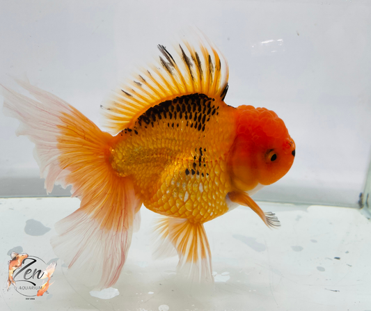 JUMBO Rosetail Oranda 16cm