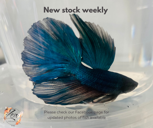 Male Halfmoon Betta (Available in store only)