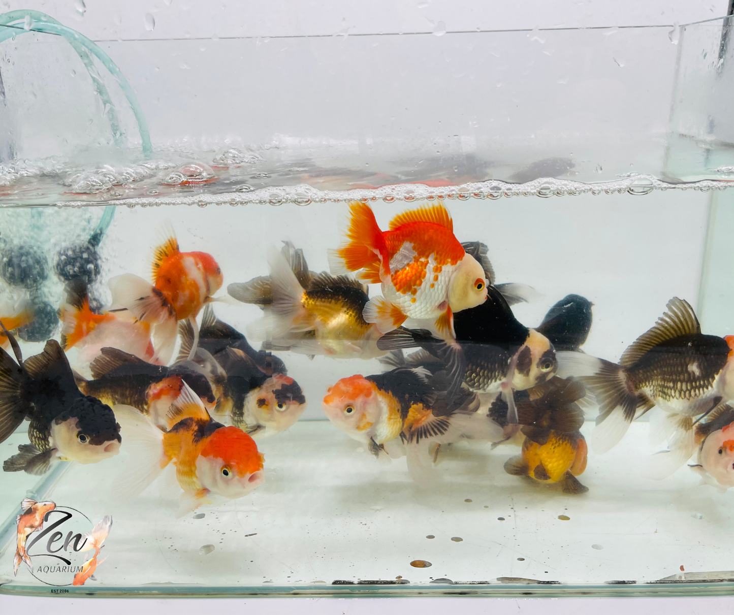 Assorted Oranda 9-12cm NEW STOCK WEEKLY