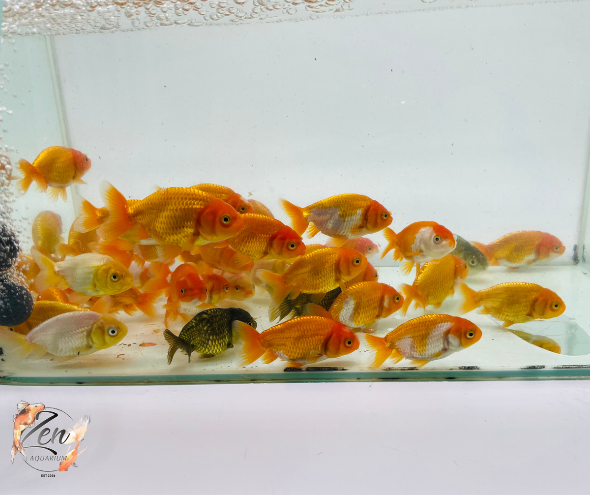 Assorted Black Ranchu Goldfish (5cm) - Zen Aquarium AU