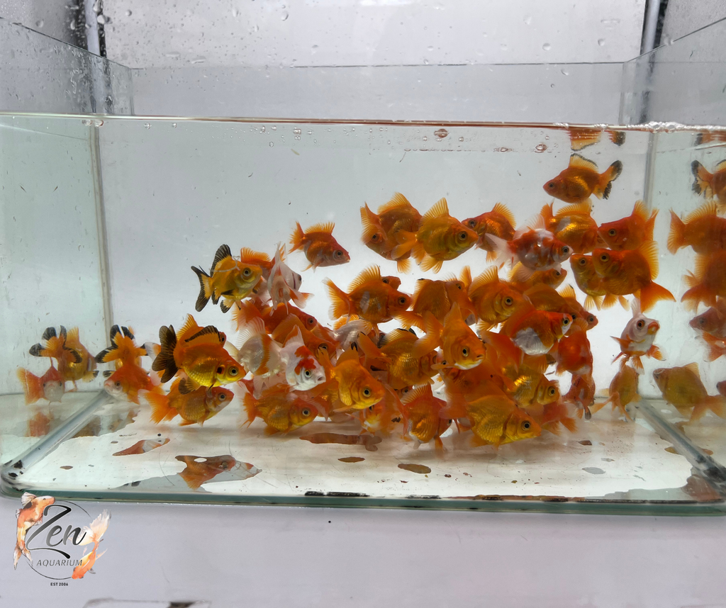 High Back Ryukin Goldfish showing tall hump