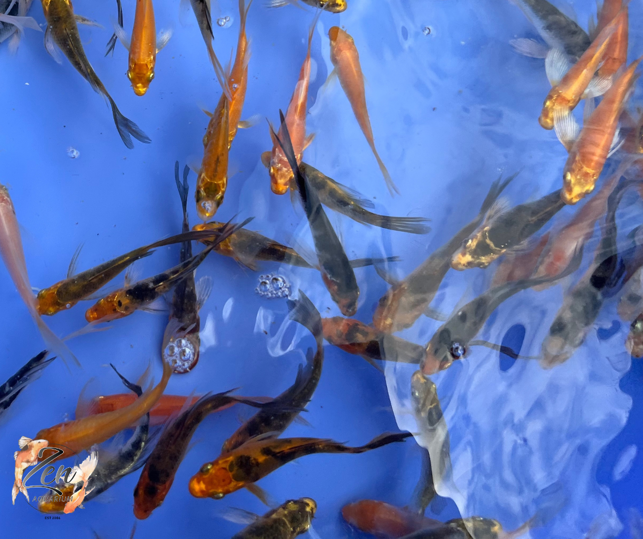 Butterfly Koi Fish small  7-9 cm