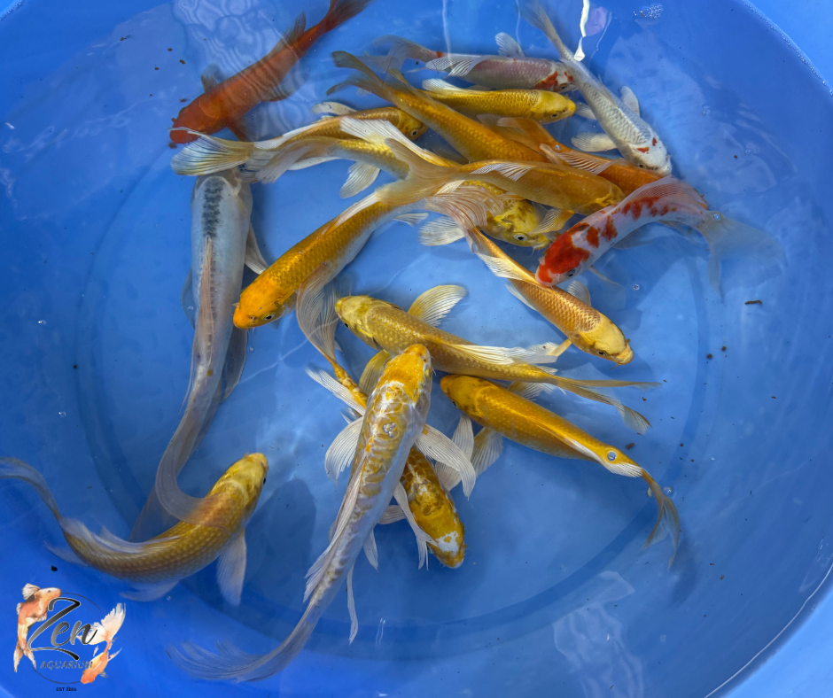 Butterfly Koi Fish 18-21 cm