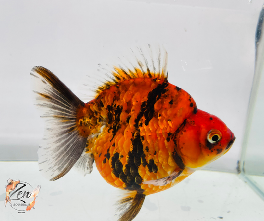 Short Tail High Back Ryukin Goldfish (XXXL Tiger Calico 12-13 cm Male