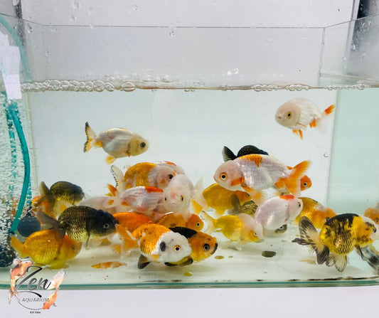 Assorted Ranchu Goldfish - (7-8 cm) | Zen Aquarium - Zen Aquarium AU