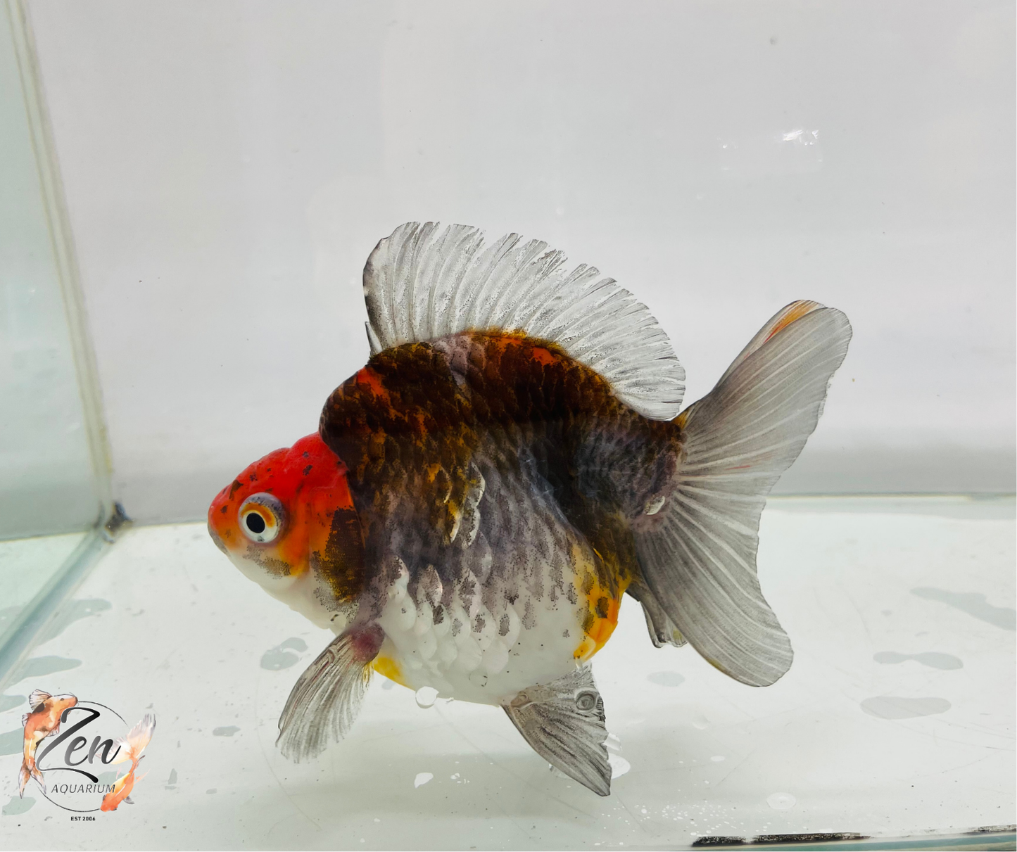 Short Tail High Back Ryukin Goldfish (XXXL Kirin 12-13 cm) Female