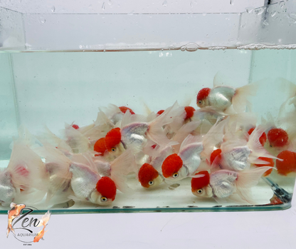 Red Cap Oranda (9-10 cm) - Zen Aquarium AU