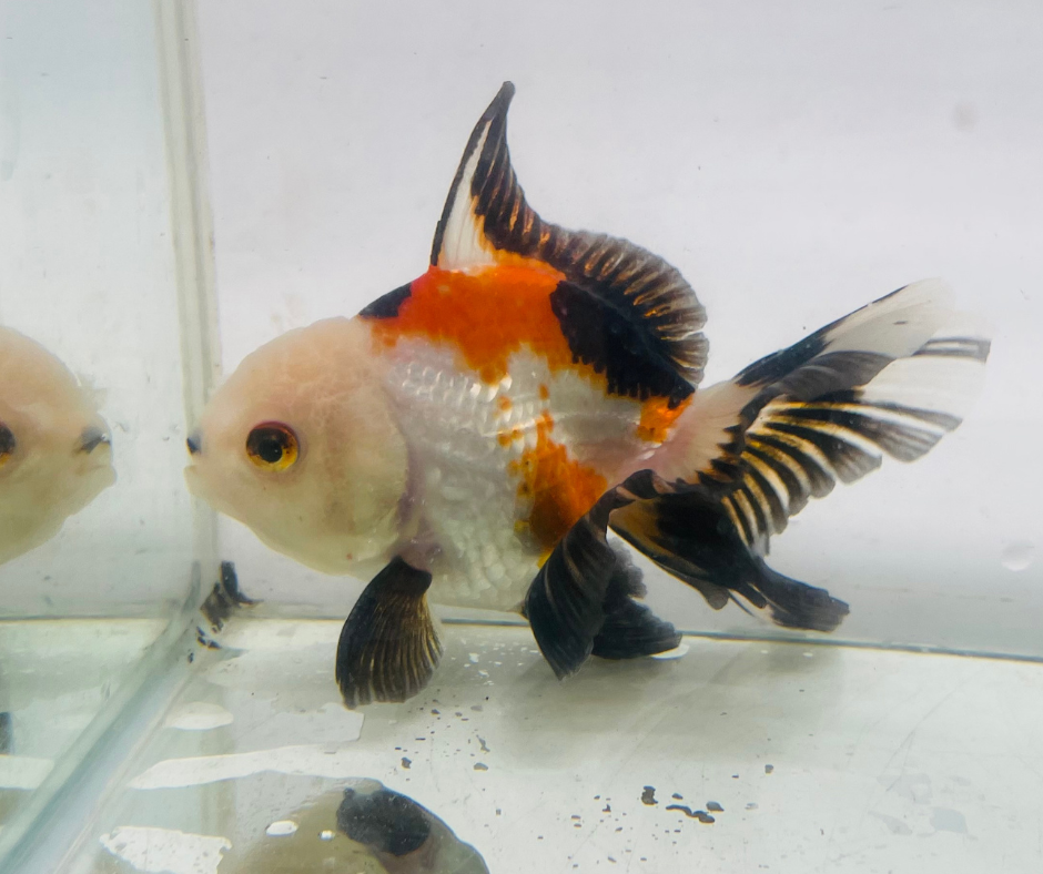 Tri Lemon Head Oranda Goldfish (11 cm)