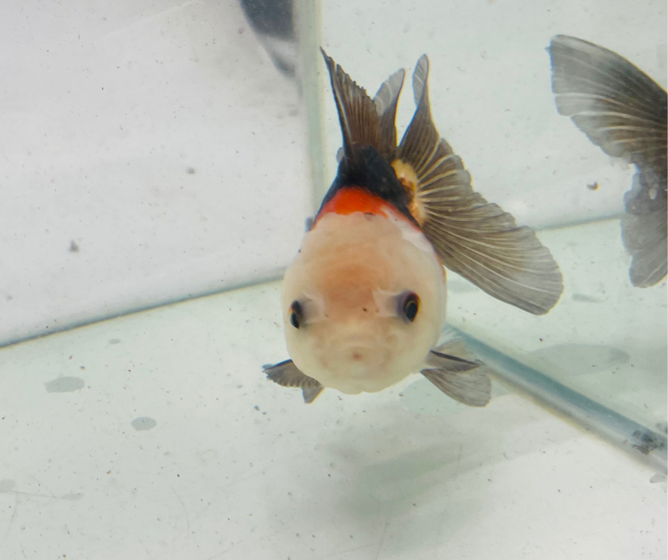 Tri Lemon Head Oranda Goldfish (9cm)