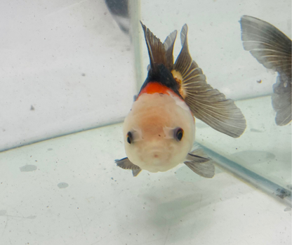 Tri Lemon Head Oranda Goldfish (9cm)