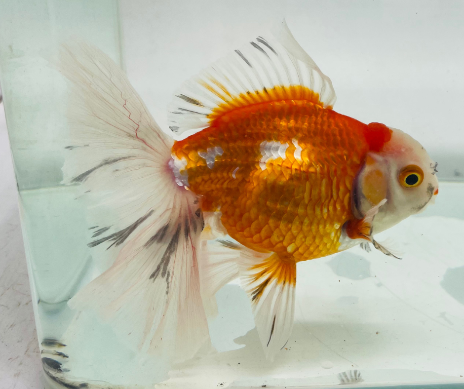 True Rosetail Oranda Goldfish (12 cm)