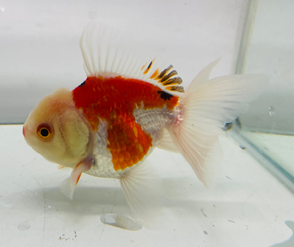 Tri Lemon Head Oranda Goldfish (8-9cm)