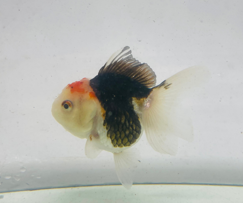 Tri Oranda Goldfish (9cm)
