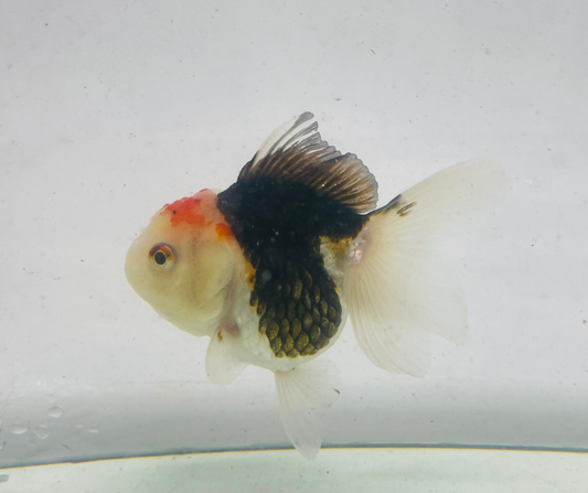Tri Oranda Goldfish (9cm)