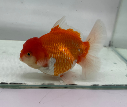 Rosetail Oranda Goldfish (12-13 cm)