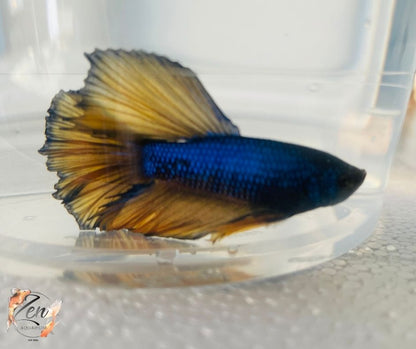 Assorted Mustard Gas Halfmoon Male Betta