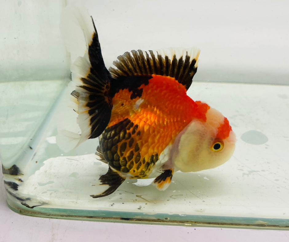 Tri Oranda Goldfish (9-10 cm)