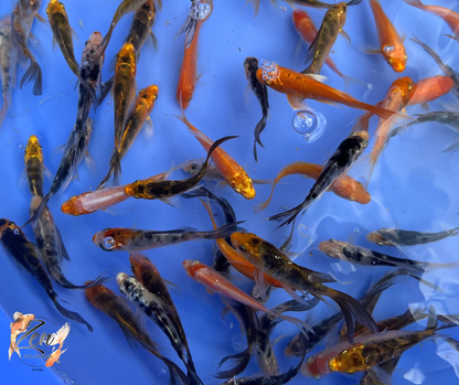 Butterfly Koi Fish small  7-9 cm