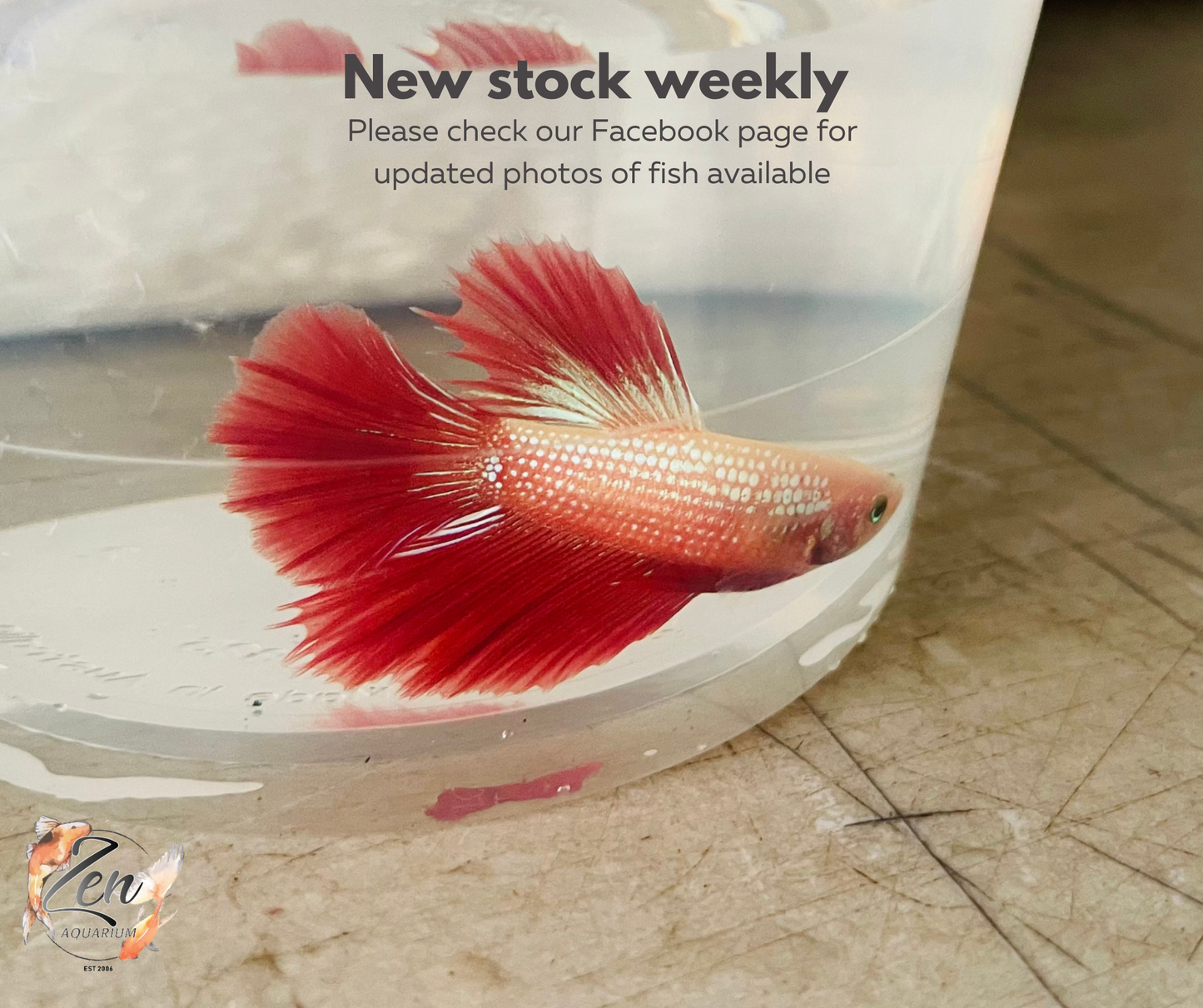 Male Halfmoon Betta (Available in store only)