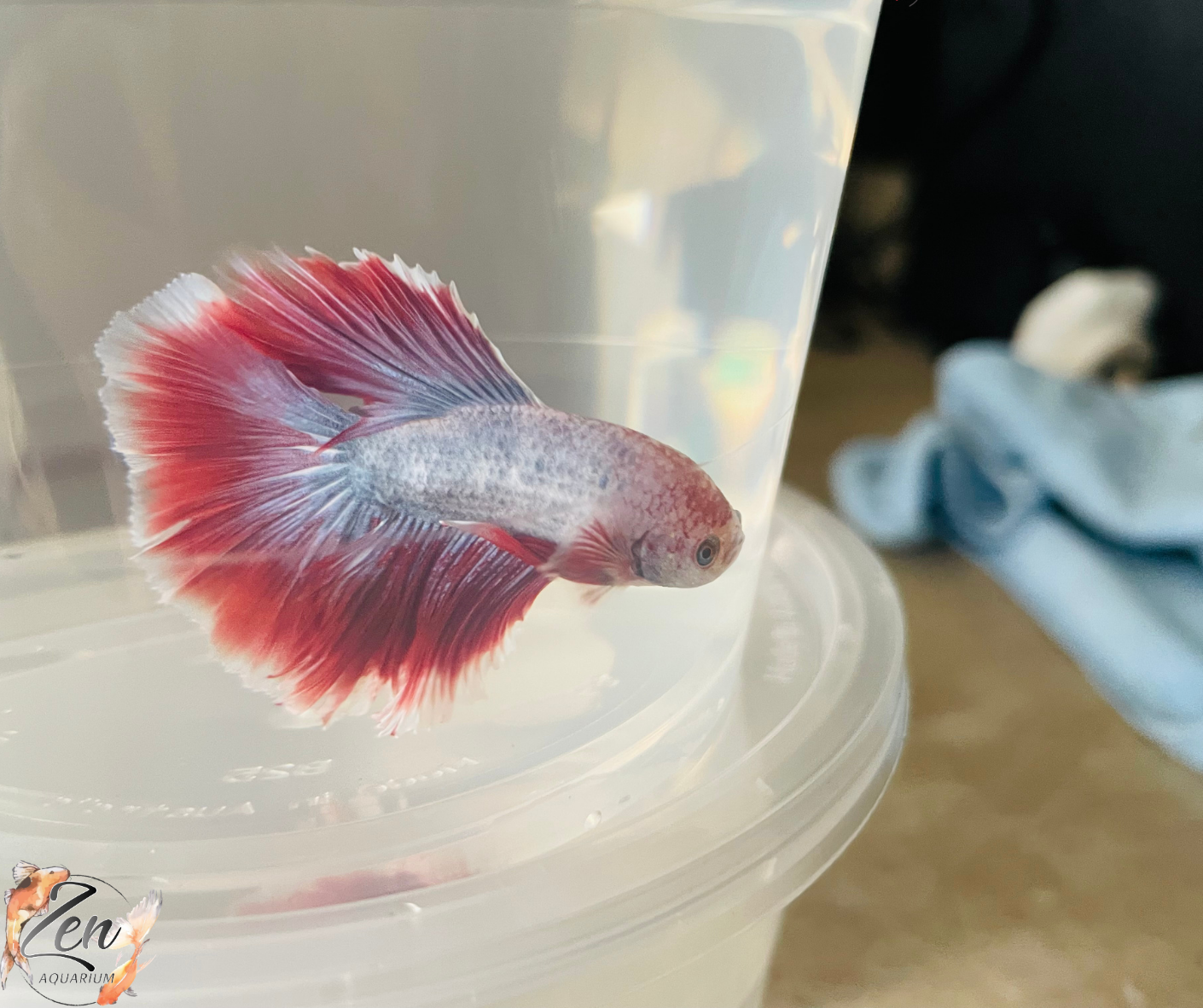 Red Purple Halfmoon Male Betta