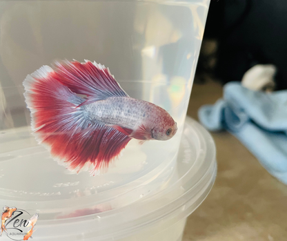 Red Purple Halfmoon Male Betta