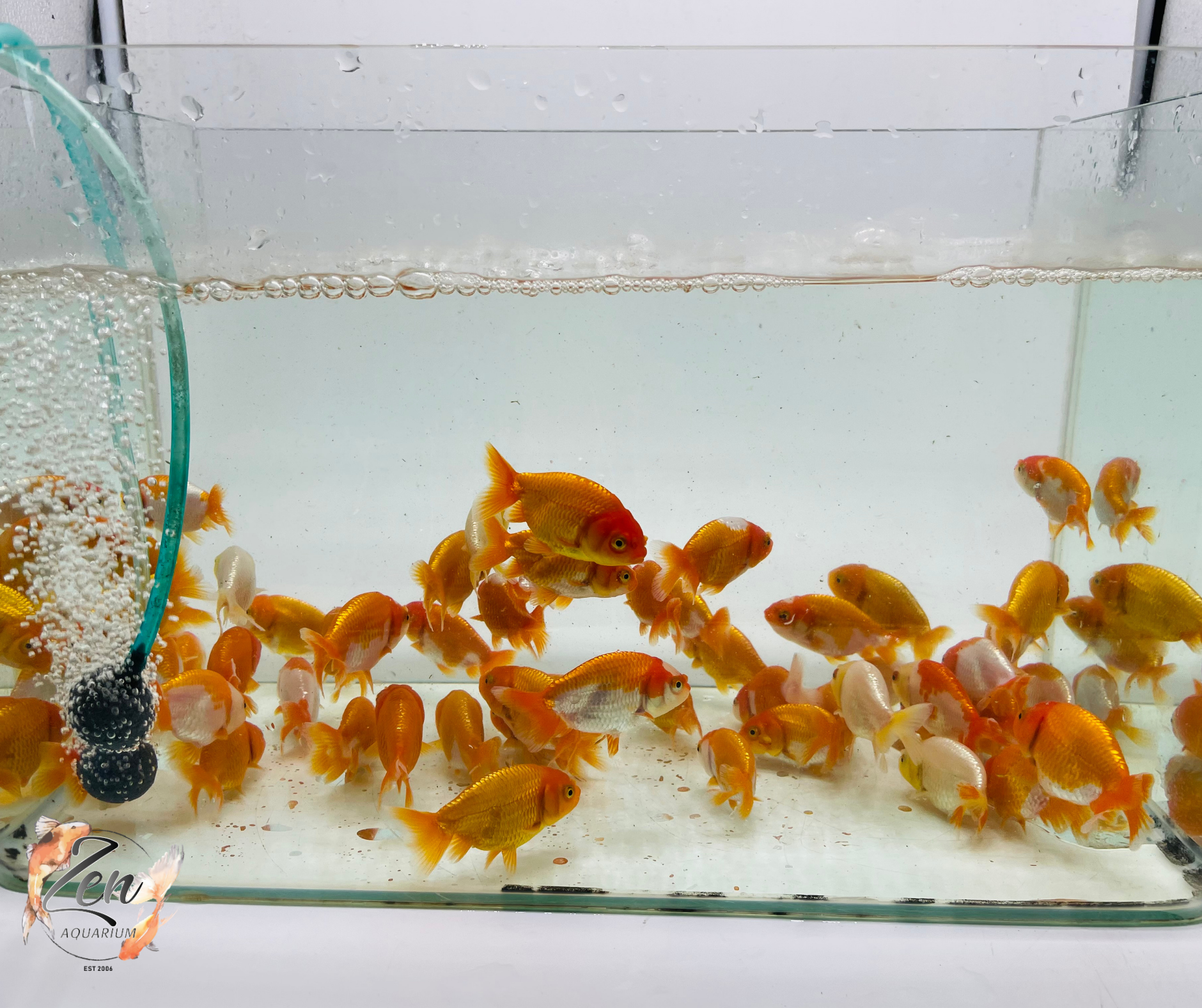Assorted Black Ranchu Goldfish (5cm) - Zen Aquarium AU