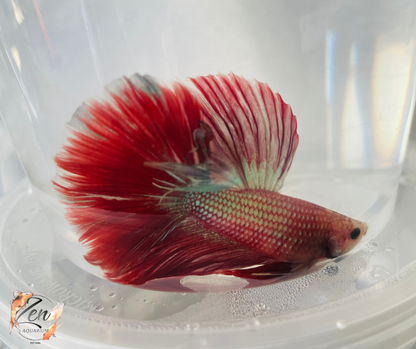 Male Halfmoon Betta (Available in store only)