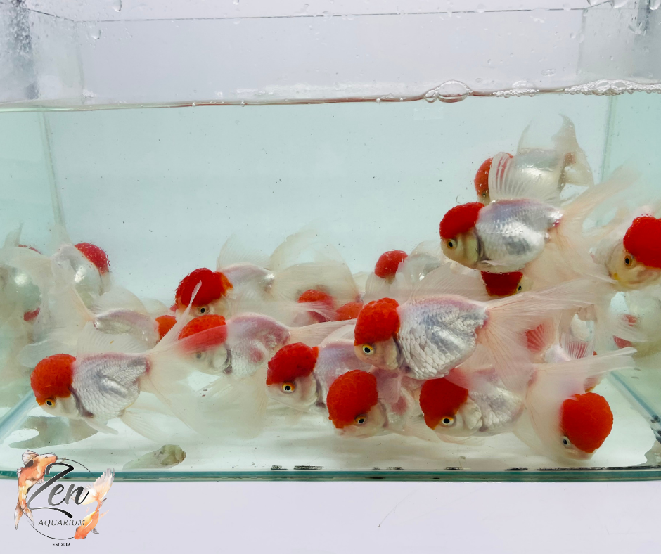 Red Cap Oranda swimming in clear water