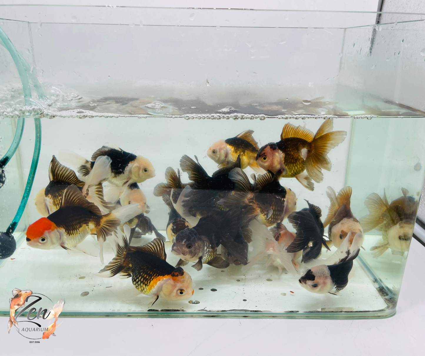 Assorted Oranda 9-12cm NEW STOCK WEEKLY