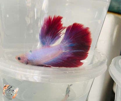 Male Halfmoon Betta (Available in store only)