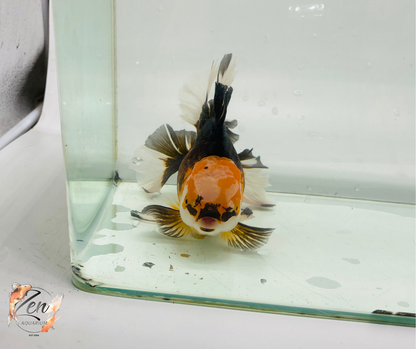 JUMBO Rosetail Oranda 16cm