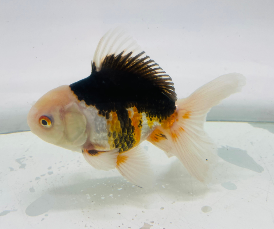 Tri Oranda Goldfish (11 cm)