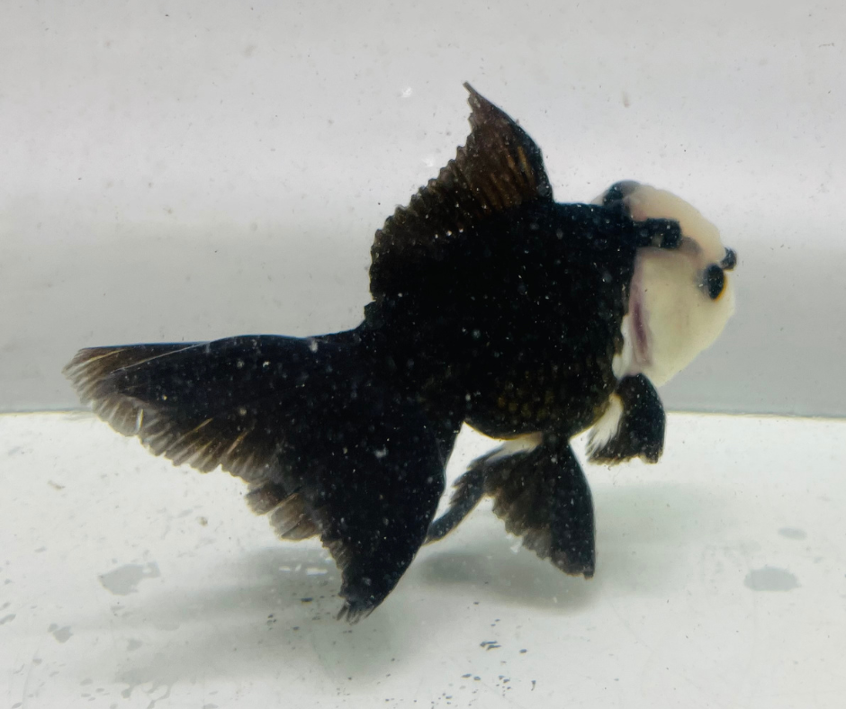 Lemon Head Panda Oranda Goldfish (10-11 cm) - Zen Aquarium AU