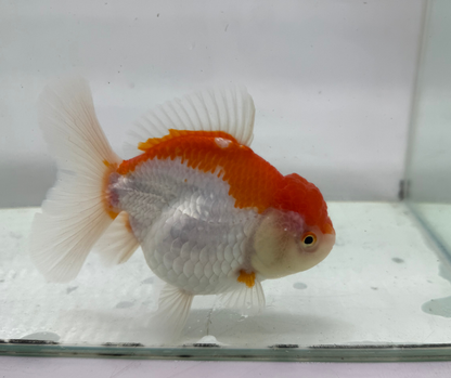 Rosetail Oranda Goldfish (12-13 cm)