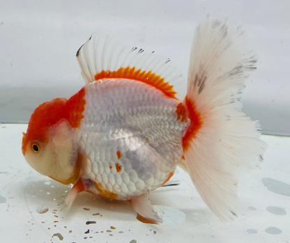 Rosetail Oranda Goldfish (12-13 cm)