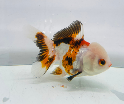 Tri Lemon Head Oranda Goldfish (10-11 cm)