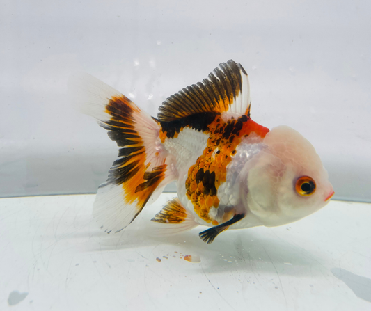 Tri Lemon Head Oranda Goldfish (10-11 cm)