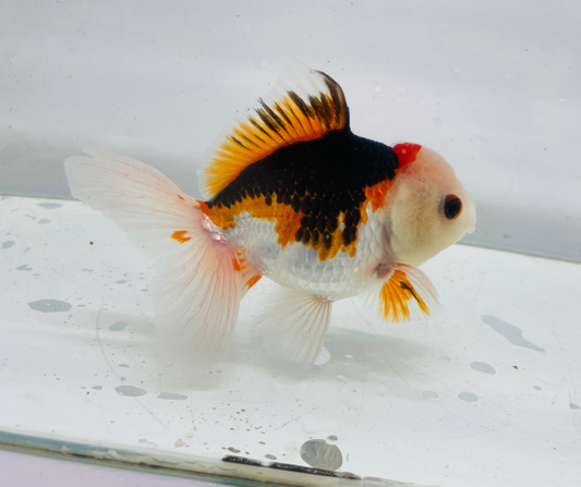 Tri Lemon Head Oranda Goldfish (10-11 cm)