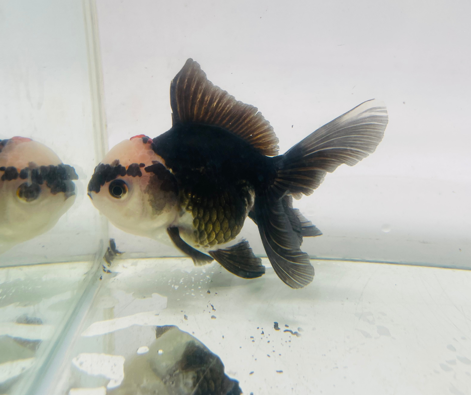 Tri Oranda Goldfish (11 cm)