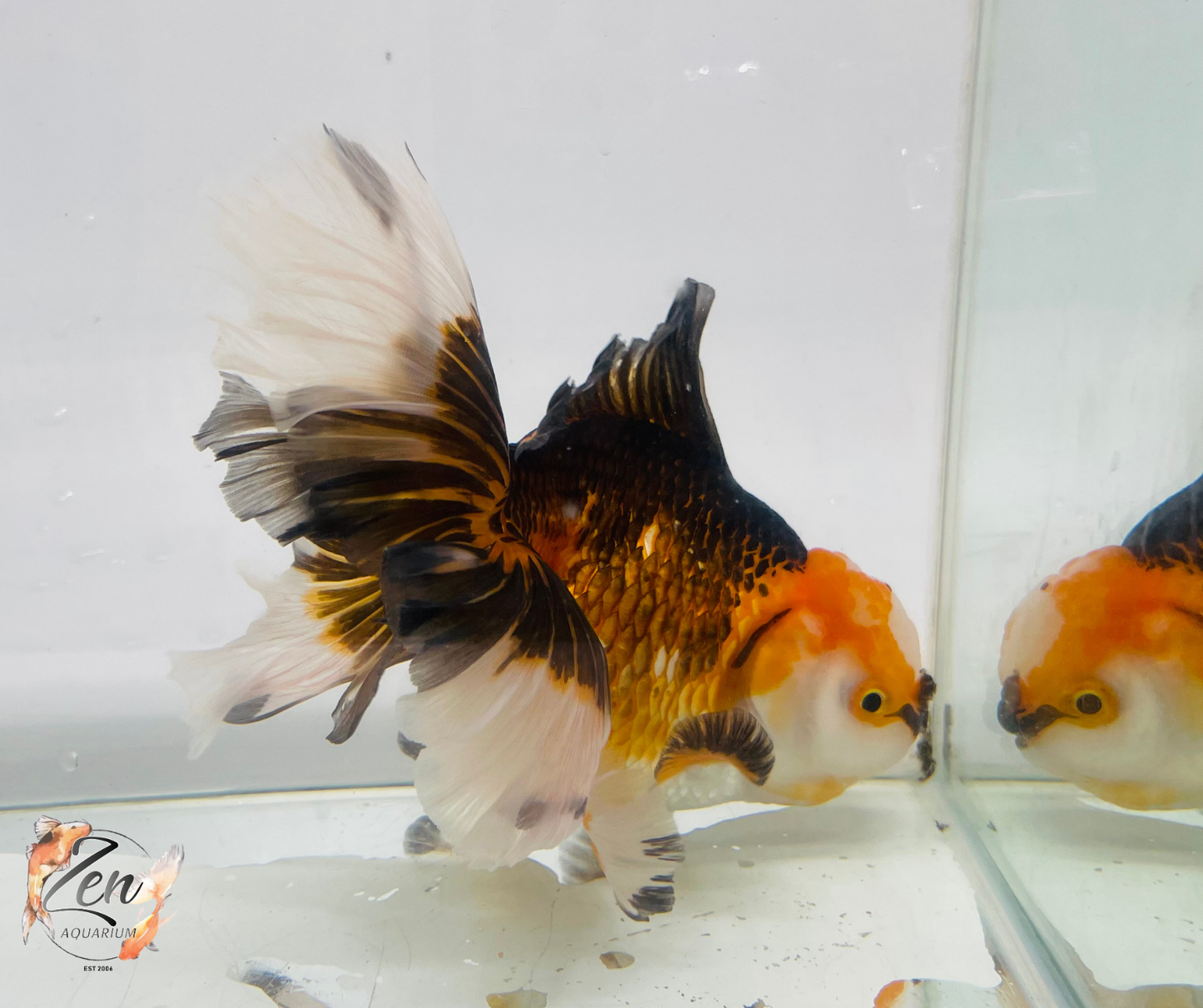 JUMBO Rosetail Oranda 16cm