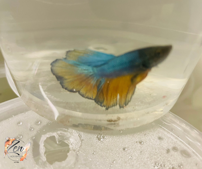 Male Halfmoon Betta (Available in store only)