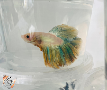 Male Halfmoon Betta (Available in store only)